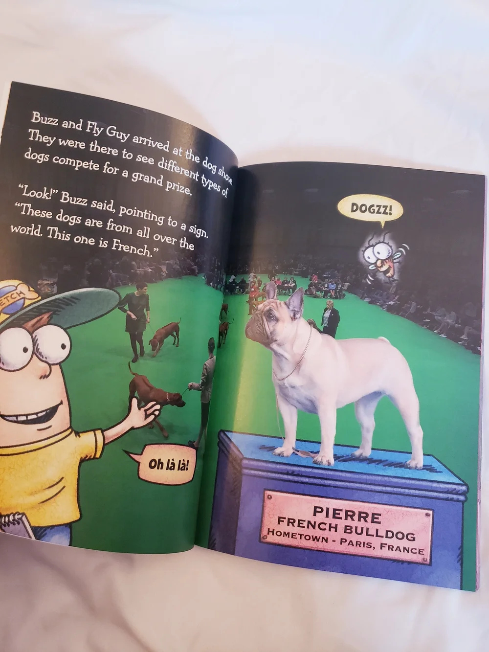Scholastic Fly Guy Presents: Dogs - Yellow, Blue, Red Cover